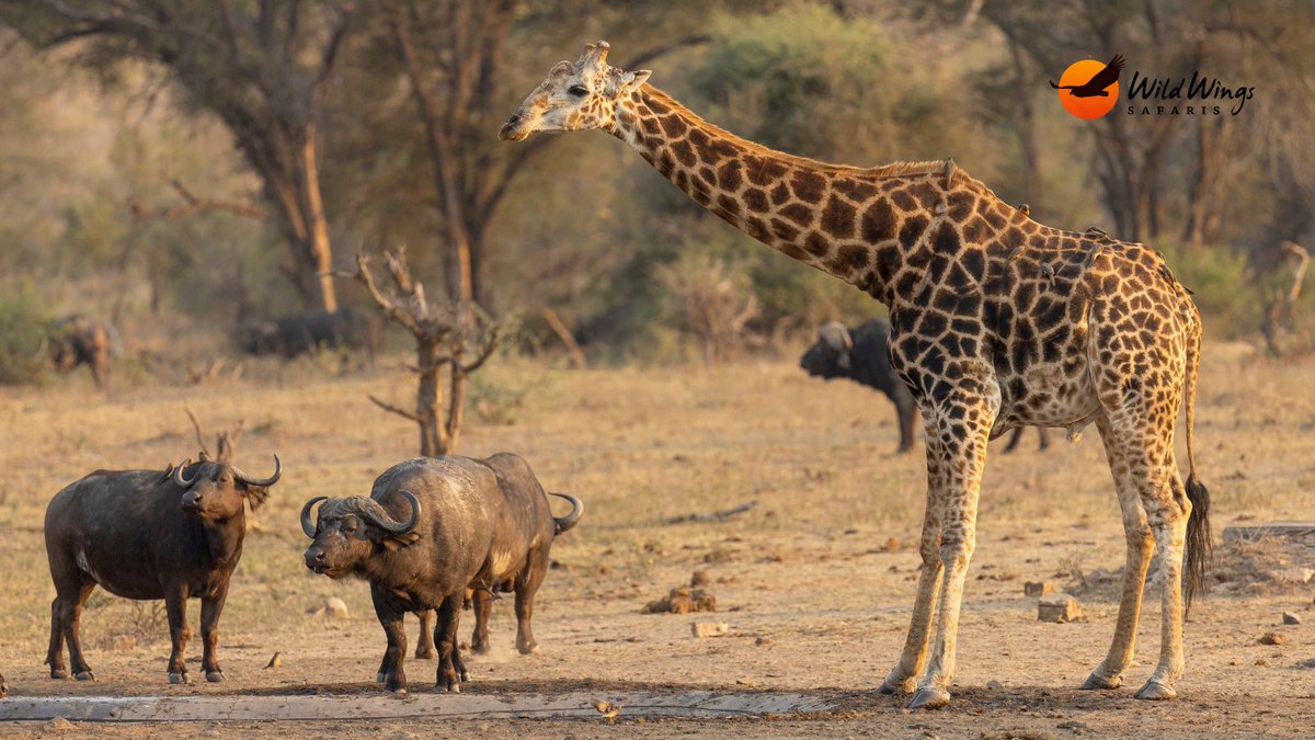 Buffalo and giraffe gathering at the water, a lion taking a nap, cheetahs  and elephants. Now that's a day spent well. 📷 Simon Vegter 📍 Kruger  National Park, image size:1200x675