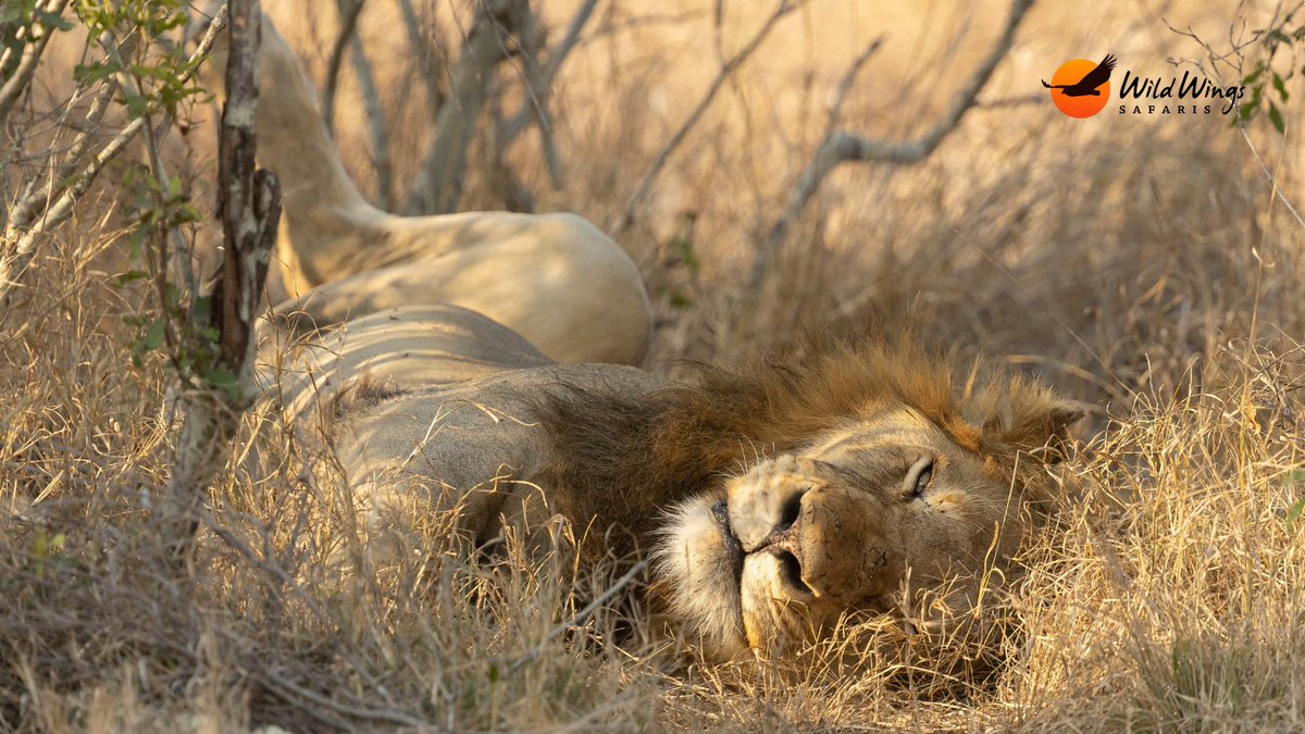 Buffalo and giraffe gathering at the water, a lion taking a nap, cheetahs  and elephants. Now that's a day spent well. 📷 Simon Vegter 📍 Kruger  National Park, image size:1200x675