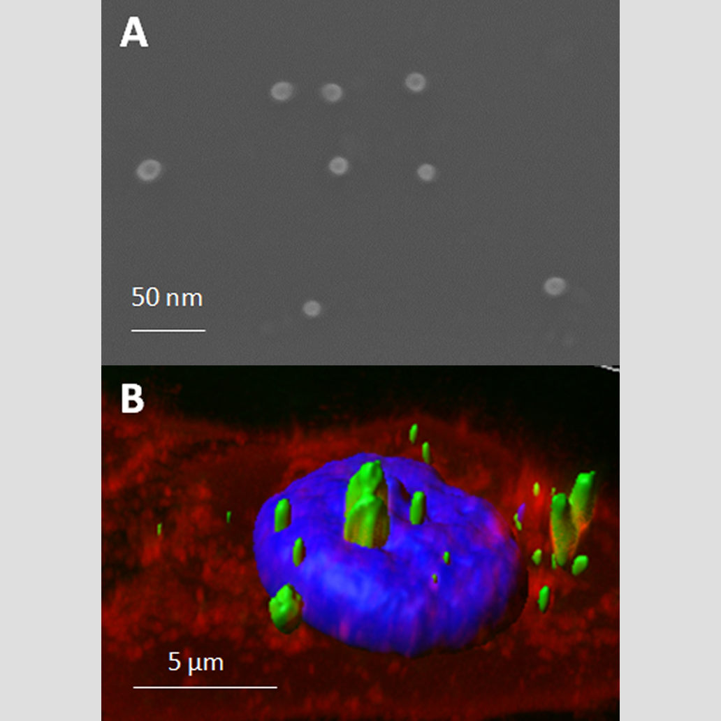 🔬💊 Revolutionizing Healthcare with Recombinant Proteins 💊🔬

You may already be familiar with our Protein-only nanomaterials #CEBiomedS. But let's delve into how these recombinant proteins are reshaping the landscape of medicine. #ICTSnews #NanbiosisExpertise

3,2,1...🧵👇