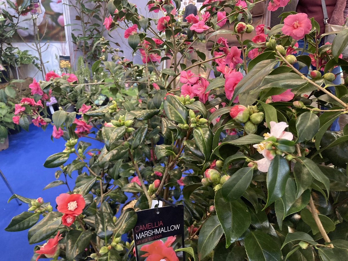 stervinoupep's tweet photo. 3ème jour à #ipmessen : les plantes profitent de la lumière et chaleur! https://t.co/mBWsnCYLHB