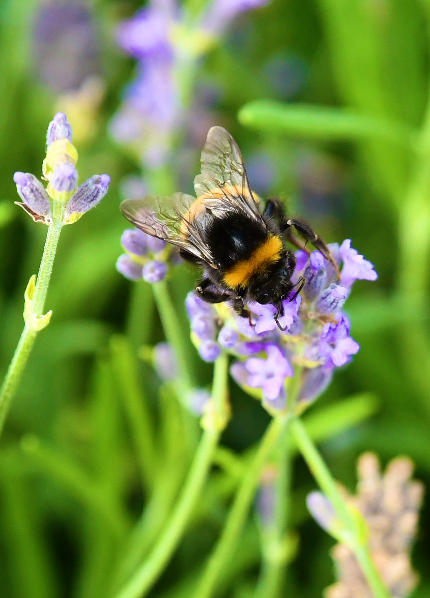Thursday greetings and hope you are all doing well? Something for #ThrowbackThursday and #InsectThursday This bee is very happy that the Rolls Royce stand at #GoodwoodFOS has planted some lovely lavender and it smells fabulous 🤩