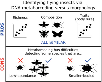 Work by N. Remmel et al. used #DNAmetabarcoding & #morphological identification to reveal similar richness, taxonomic composition & body size patterns among flying insect communities: doi.org/10.1111/icad.1… #OpenAccess @buchner_dominik @Julian_Enss @leeselab @SinclairEcology