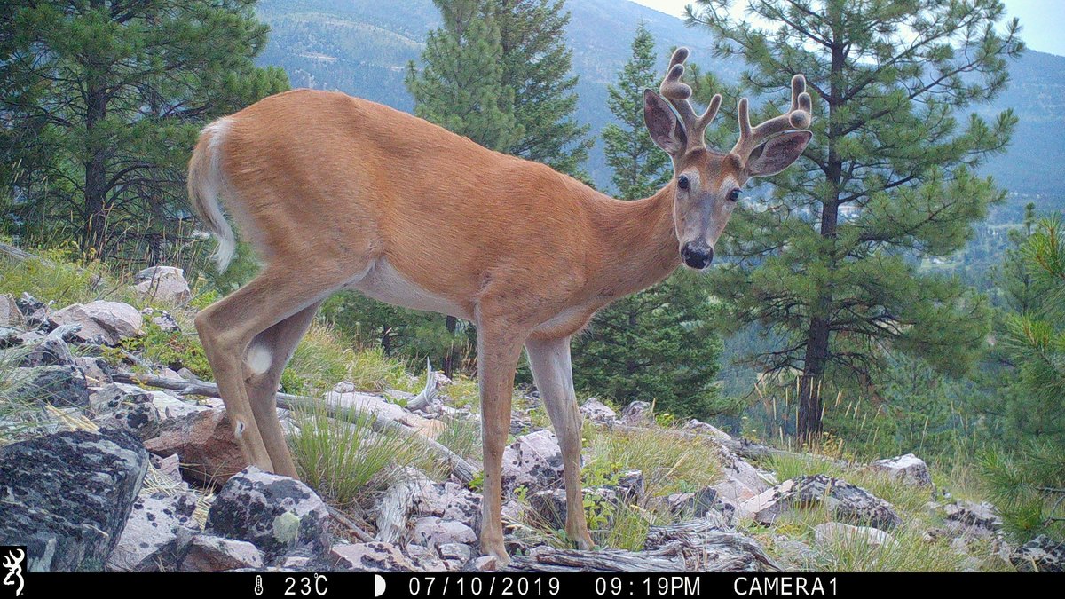 trailcams 🌿 tweet media