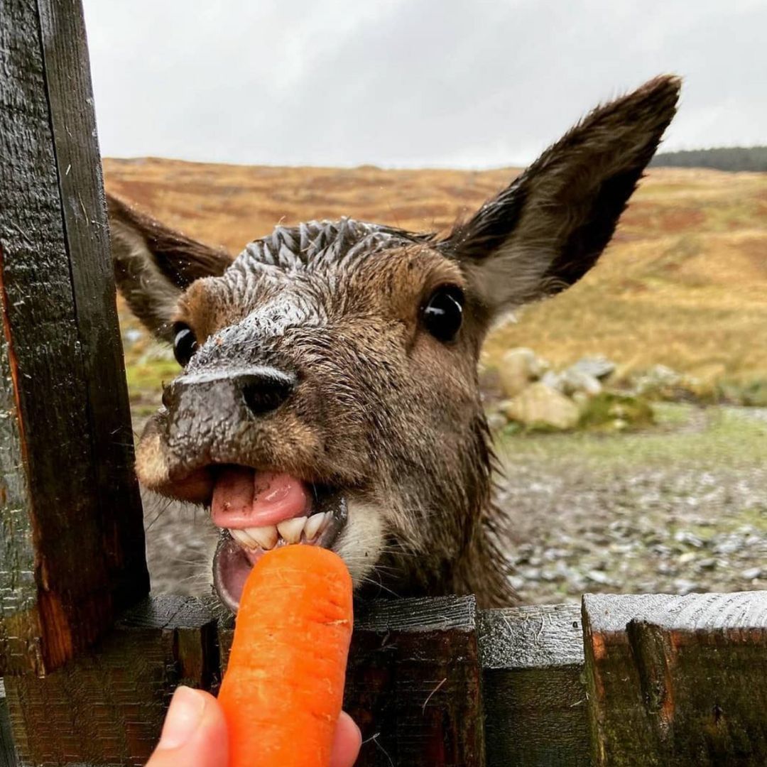 Galloway NPA tweet media