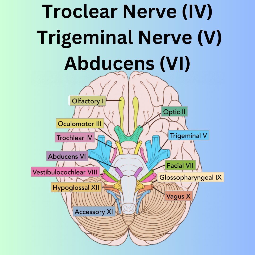 You may have noticed that each Cranial Nerve is numbered using roman numerals. Today we look at the function of Cranial Nerves IV, V & VI.

Thankyou to Kim for this info! Very interesting read.
#endNF2 #NF2awareness #NF2Schwannomatosis #schwannomatosis
#NF2support #nf2 #nf2family