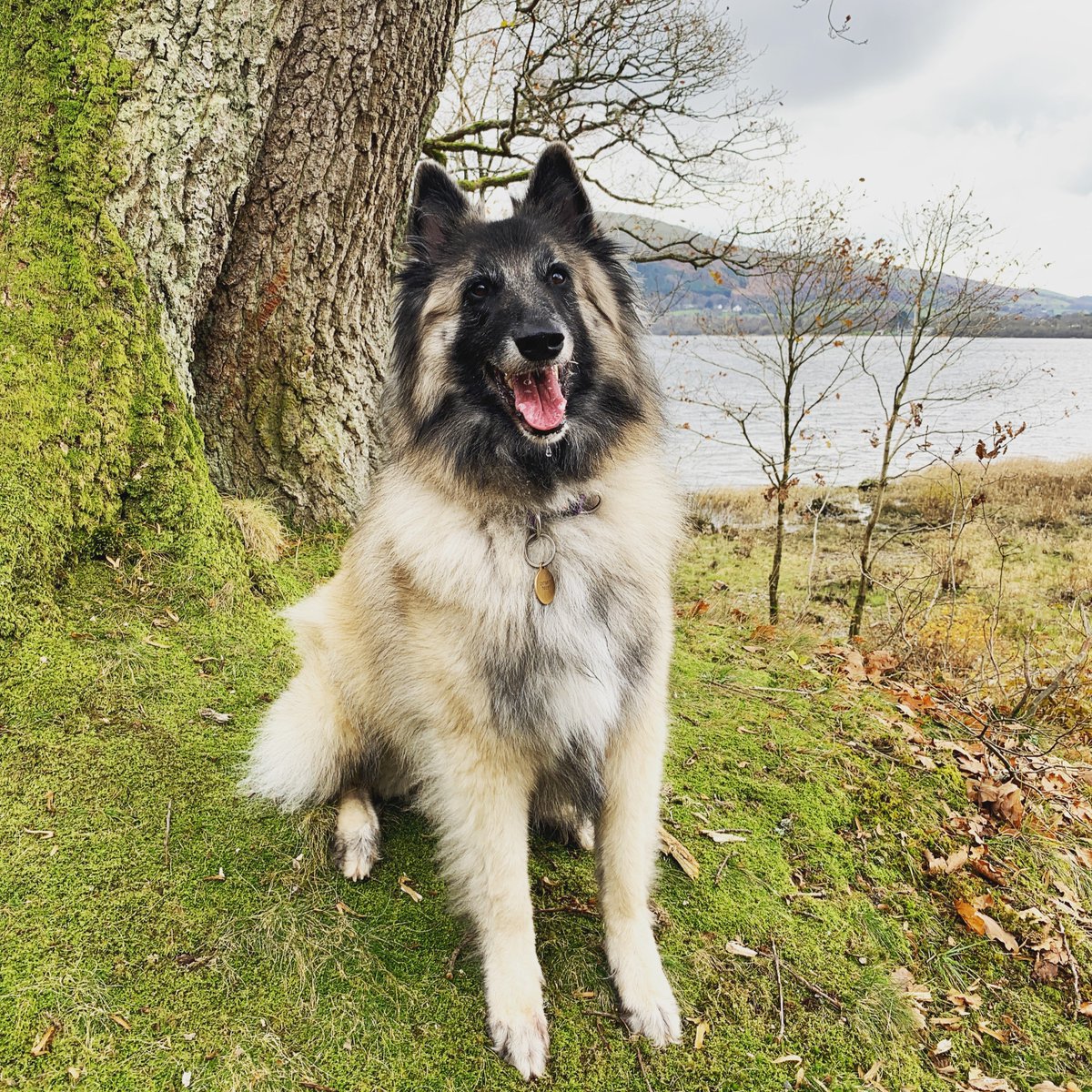 Have you taken your four-legged friend on any new walks this Walk Your Dog Month?

Not sure where to start?

Pick up a Doggy Waist Bag with treats, poo bags and a guide to the best dog walks in the Lake District at Armathwaite Hall today for just £25!

#WalkYourDogMonth