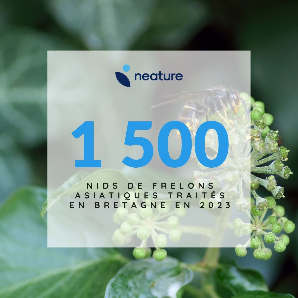 NeatureHQ's tweet photo. En 2023, nous avons continué à accompagner plusieurs communes et collectivités locales dans la lutte contre le frelon asiatique.🤝

C'est plus de 1 500 destructions de nids qui ont été réalisées au cours de l'année sur la Bretagne par notre équipe. 💪

#FrelonAsiatique https://t.co/jBi67JURPH