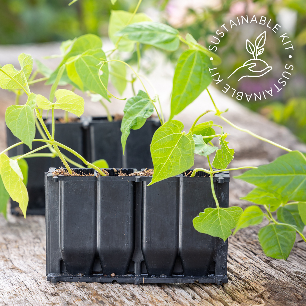 Rootrainers are perfect for sweet peas, maincrop beans, peas and for taking cuttings. Legumes thrive with a long thin root run and the roots bulk up more quickly, giving you stronger plants. Shop the full range of sowing and growing kit here: sarahraven.com/gardening-life…