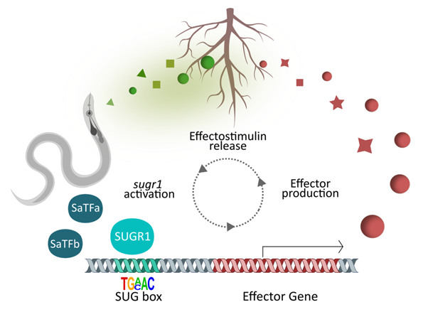 !!! preprint alert !!! The SUbventral-Gland master Regulator (SUGR) of nematode virulence is central to a feed forward loop for host entry. biorxiv.org/content/10.110… Congratulations to first authors @ClemPellegrin and @AnikaDamm (and welcome to twitter Anika!) and the whole team