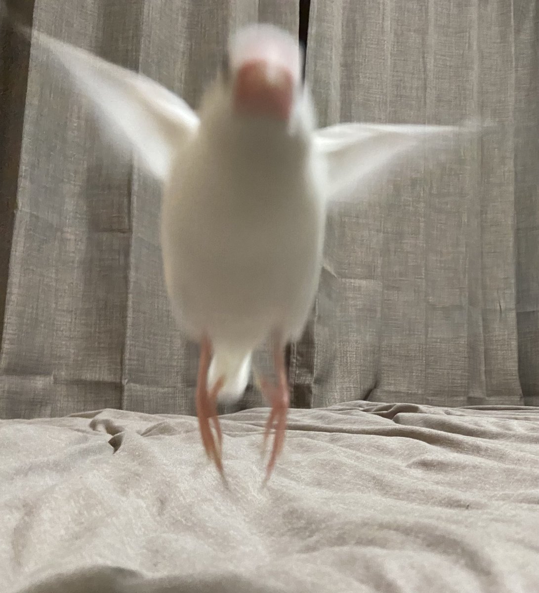 クリオネかな？