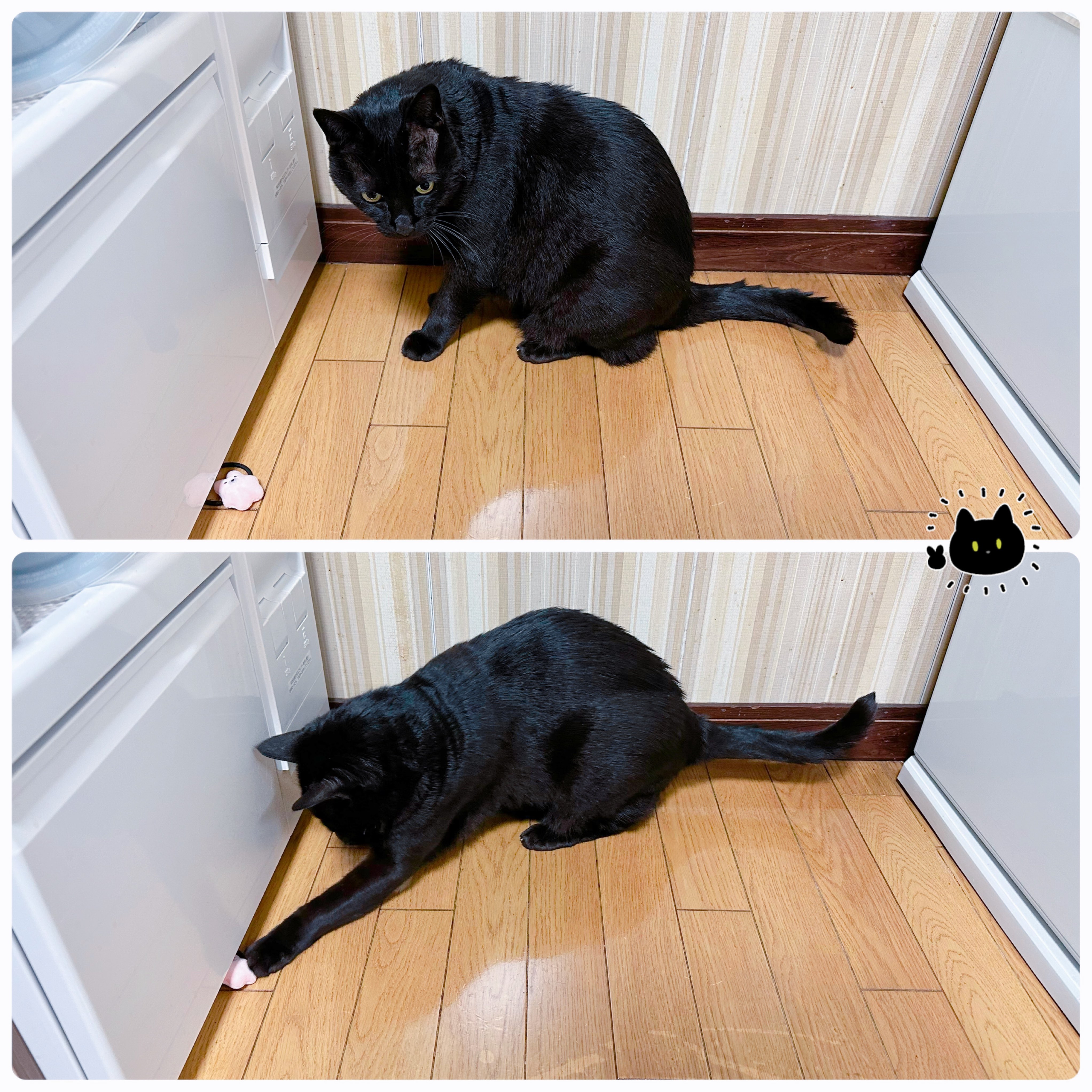 黒猫アイランド　SP本 & SP本②　2冊セット 激レア】黒猫アイランド SP本&SP本② 2冊セット【FX】 - メルカリ