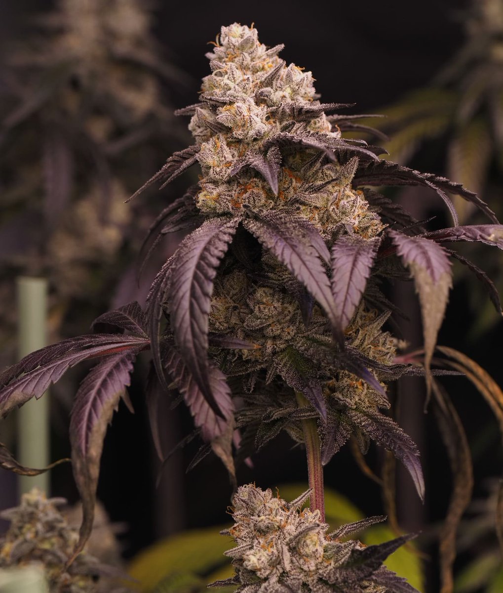Cogollazo de Vice City (Jealousy x Gary Payton). Gran trabajo de Hidden Group Genetics 🥰

#Autocultivo #Mmemberville #CannabisCommunity