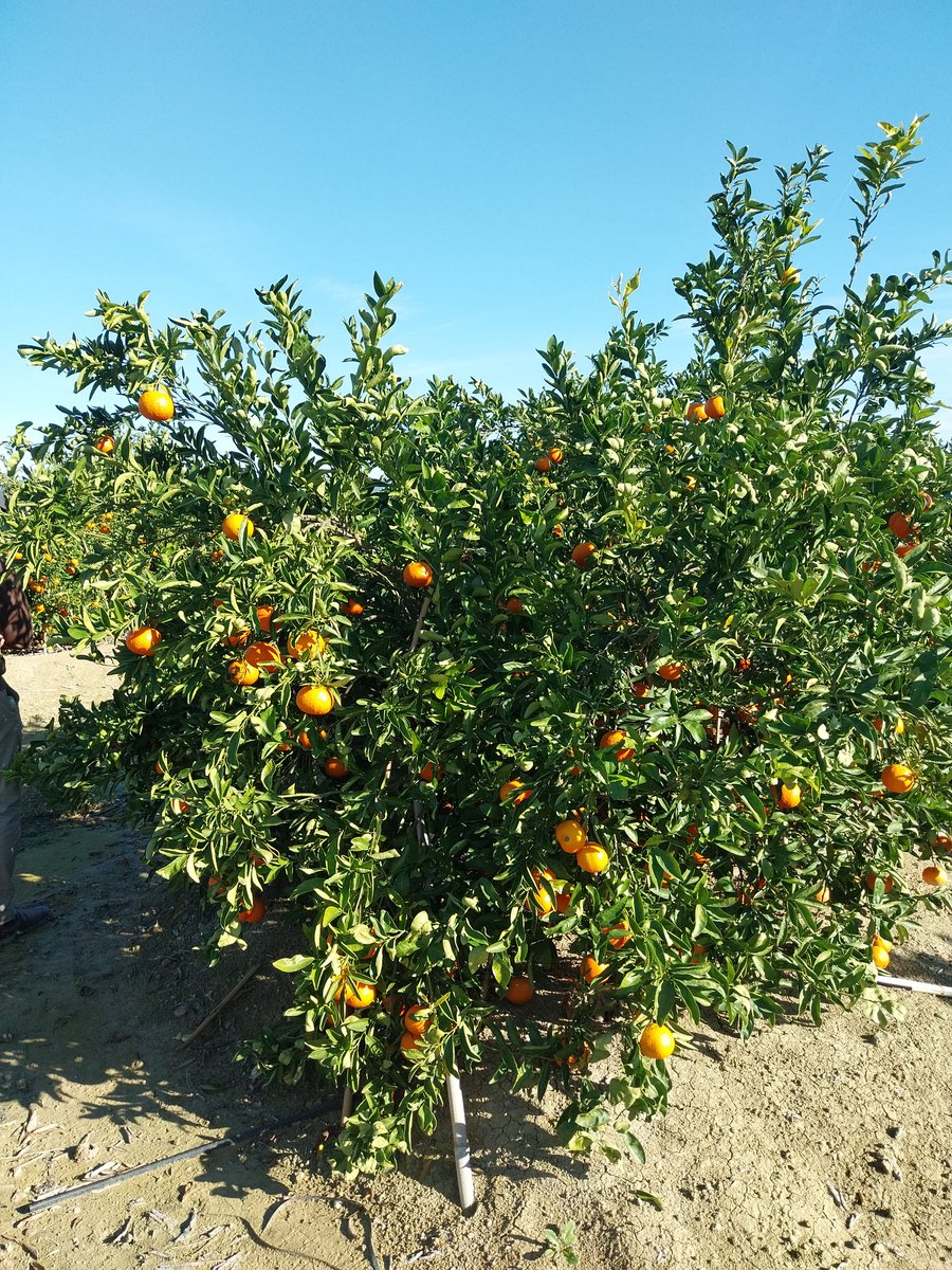 eComercioAgr's tweet photo. Acompañamos a CVVP en la visita de campo para conocer más sobre la #mandarina #Leanri https://t.co/PpJpl50MtO