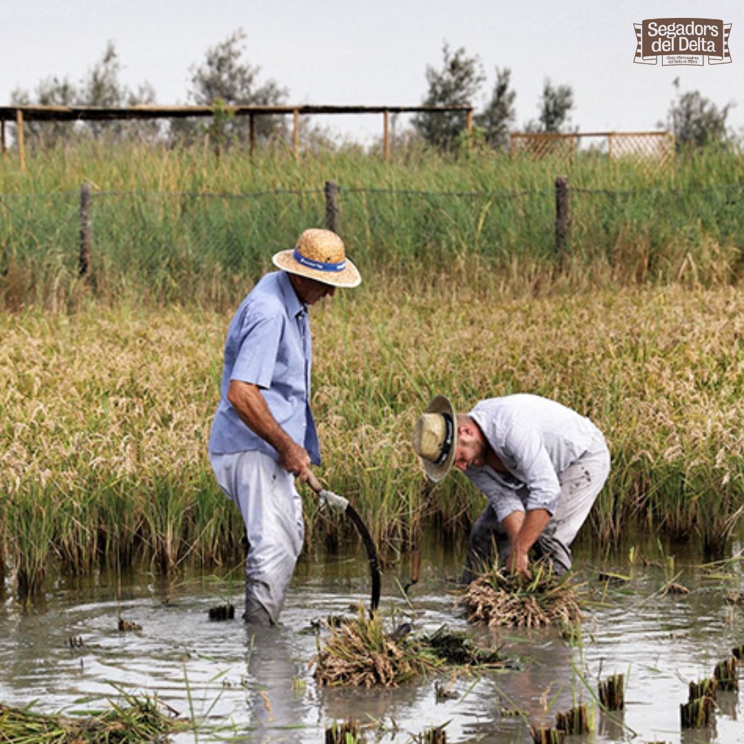 🌾Els nostres agricultors, a qui gràcies a ells, a la seva dedicació i al paisatge únic del Delta, cada plat cuinat amb el nostre arròs porta amb si una història, un tros de casa. 🏠

Perquè no només cultivem arroz, cultivem tradicions, família i memòries. ✨

#CultiuemEmocions