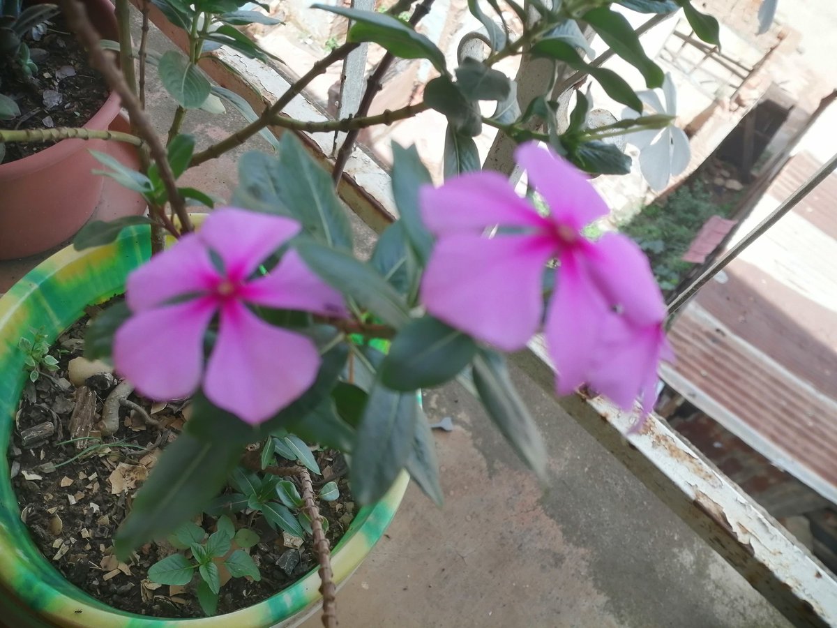 Ahoana no ahafantaranao fa tsy manana fikasana tsara aminao ny devoly ?