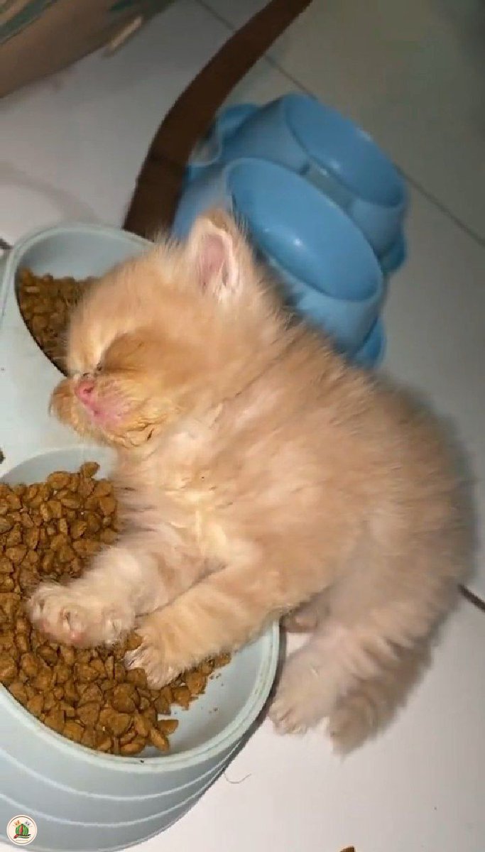 KochengFess v2 tweet media