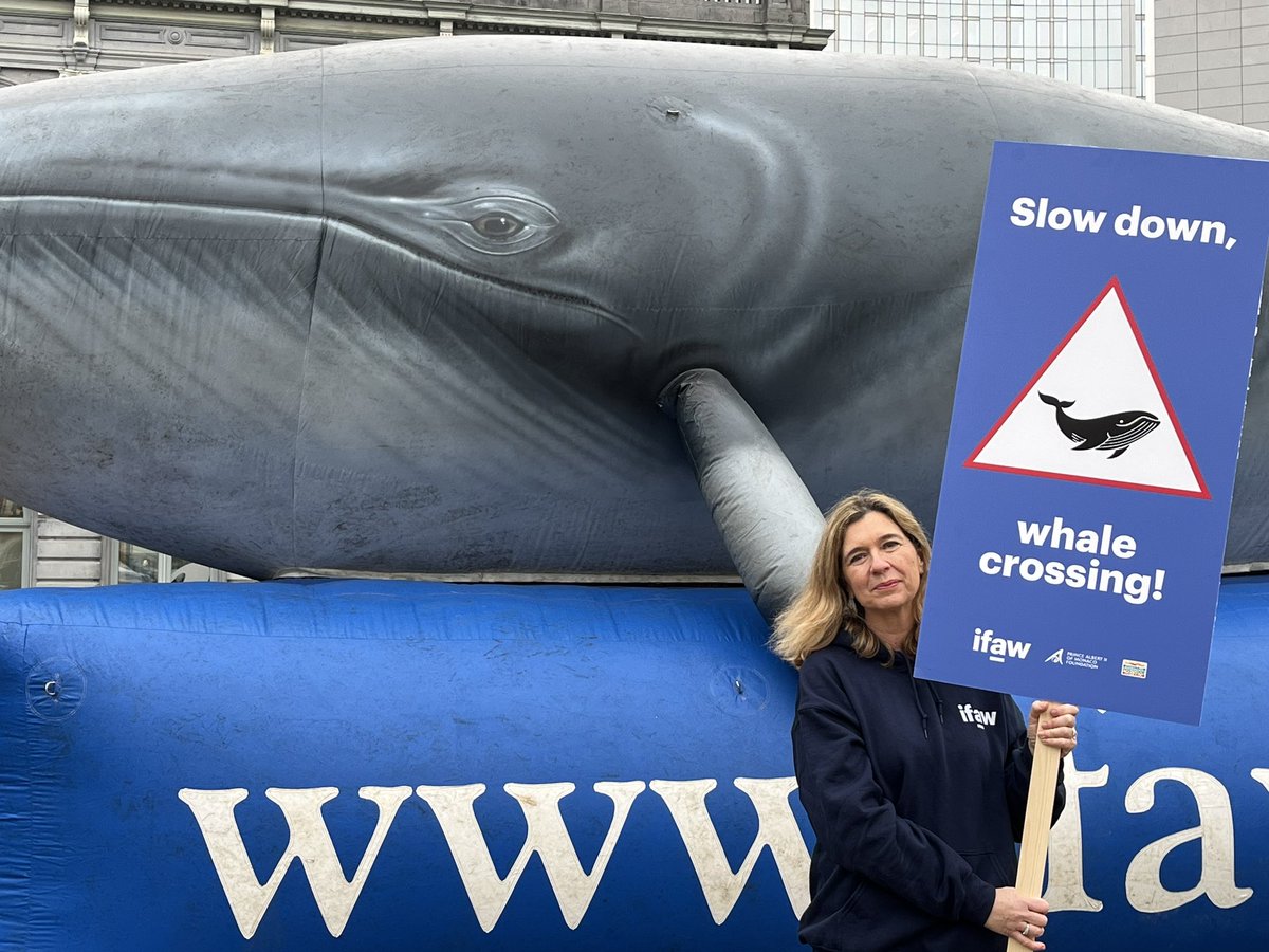 Are you wondering what is a whale doing in front of the <a href="/Europarl_EN/">European Parliament</a> ? Come to Luxembourg square today from 12:00 to 3:30PM and sign our #BlueSpeeds petition ! bluespeeds.org <a href="/FPA2/">FPA2</a> <a href="/PostcodeLoterij/">Postcode Loterij</a>