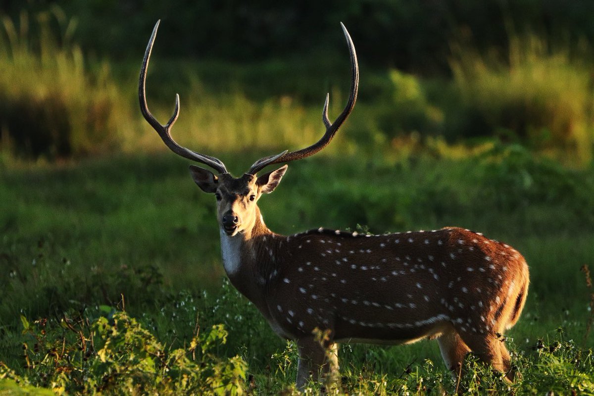 Bathed in the golden hues of the evening, a male deer graces the scene with his majestic horns, embodying nature's elegance. <a href="/ntca_india/">National Tiger Conservation Authority</a> <a href="/aranya_kfd/">Karnataka Forest Department</a> <a href="/moefcc/">MoEF&CC</a>