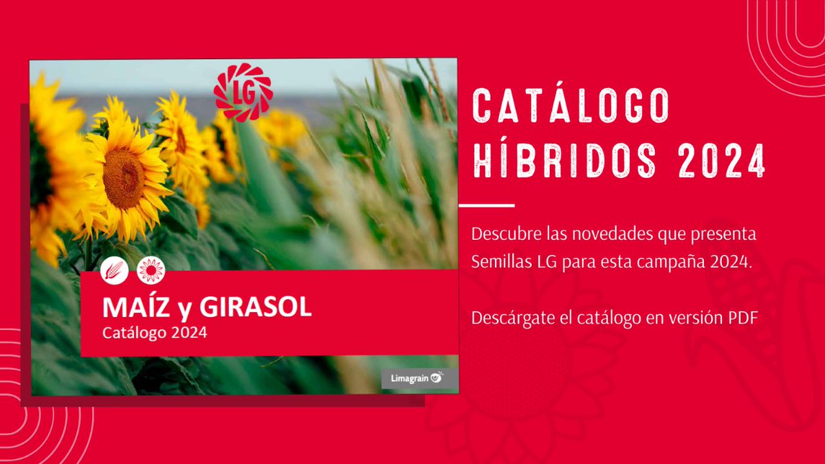 LGSeedsES's tweet photo. 🌻🌽CATÁLOGO DE #HÍBRIDOS 2024🌻🌽
Os presentamos el nuevo catálogo de #Maíz y #Girasol 2024.
Descárgalo, conoce las novedades y encuentra la variedad que mejor se adapte a ti.
https://t.co/pRjBKxJoIY

#semillasLG #agricultura #agricultor #variedades #cultivos #multiespecie https://t.co/U2f4u0UkgE