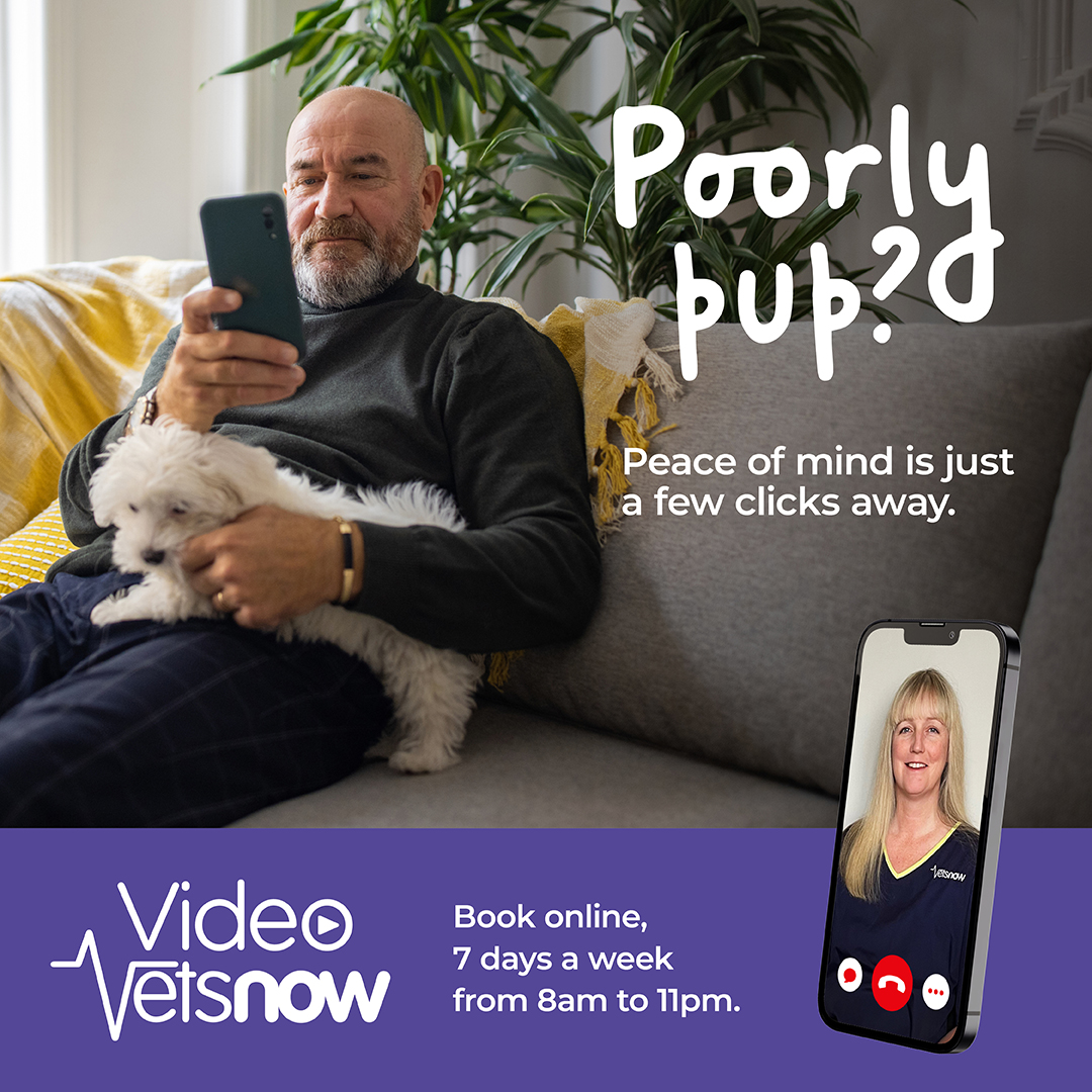 Ever noticed subtle shifts in your pet's appetite or behavior? 🤔 Our Video Vets are here to chat through your pet's symptoms and provide expert advice. Plus, if an in-person visit is recommended, your call is refunded. Find out more here: bit.ly/2VzdTcc