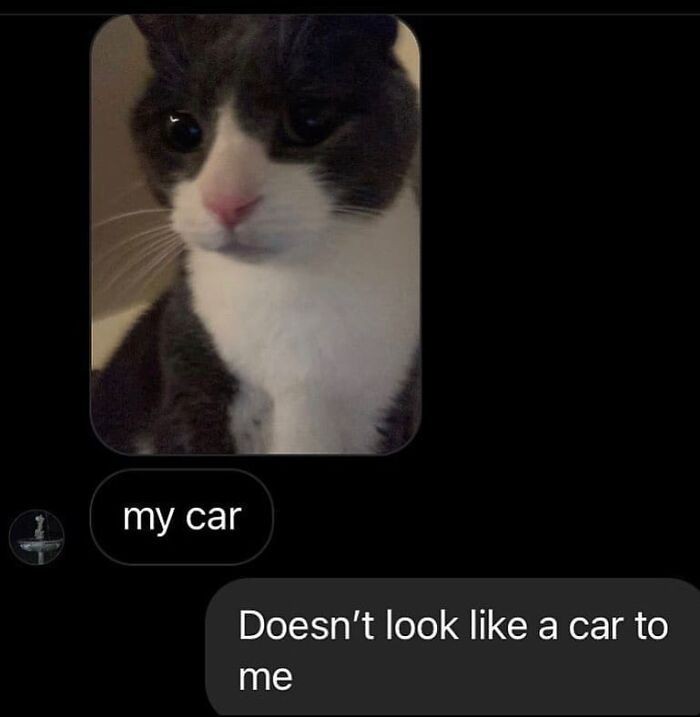 smol silly cat (@catsillyness) on Twitter photo 