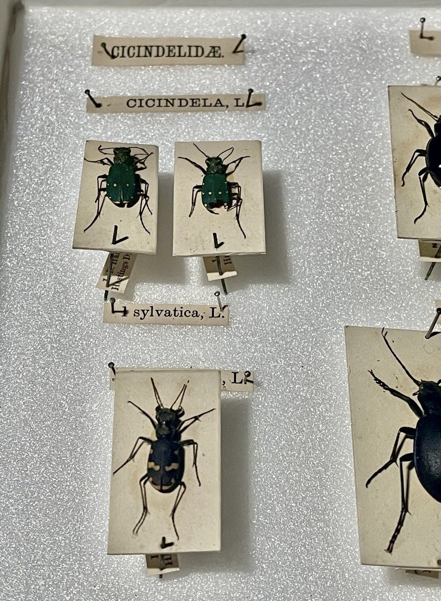 Nearing 100 years old and in need of a little TLC…

Making a start on restoring some of the Bournemouth Natural Science Society’s UK Coleoptera Collection 🪲

Some beautiful specimens!
#Museums2024 #beetles #entomology #taxidermy