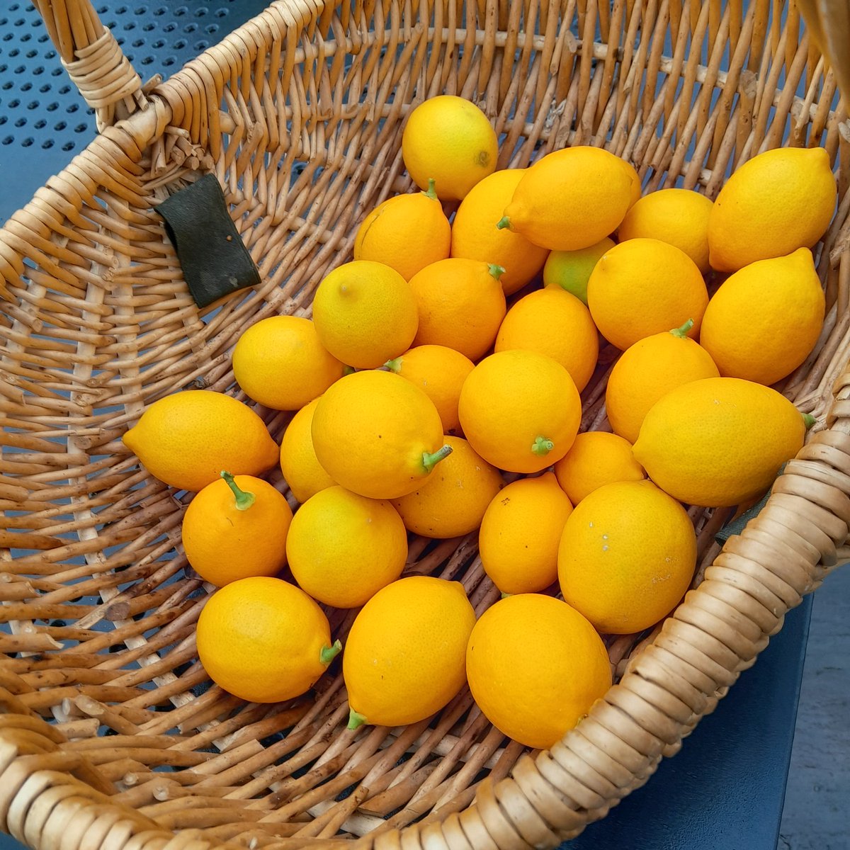 Homegrown lemon harvest. I am very pleased with this! #growyourown