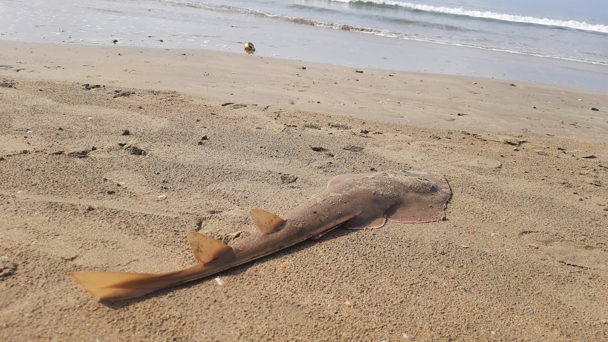 Trisha Gupta (@trisha_0405) on Twitter photo So excited to share this video, made for our <a href="/saveourseas/">Save Our Seas</a> project!🌊
We're studying #threatened #guitarfish in #Goa, India. We created this video to encourage #fishers to safely release guitarfish back into the sea. Watch it here:
youtube.com/watch?v=1xo629… So excited to share this video, made for our <a href="/saveourseas/">Save Our Seas</a> project!🌊
We're studying #threatened #guitarfish in #Goa, India. We created this video to encourage #fishers to safely release guitarfish back into the sea. Watch it here:
youtube.com/watch?v=1xo629…