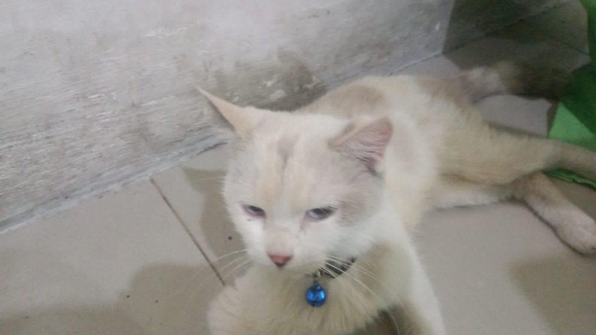 ditemukan Kucing saat naik genting di SMP Muhammadiyah 1 Klaten

yg kehilangan silahkan Wa 0895‑4228‑92642