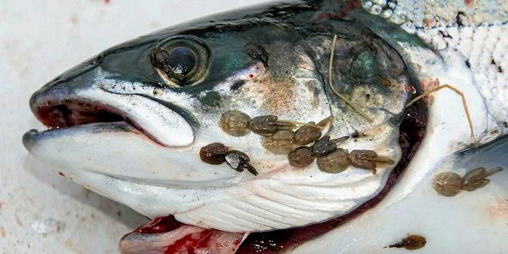 AilsaMcL's tweet photo. Could someone please help provide @GillianMSP (Minister for Energy and the Environment) with evidence that salmon farming has an environmental impact? She 'Doesn't recognize that picture.' There is so much evidence out there I don't know where to start. https://t.co/zSbzEmrixv