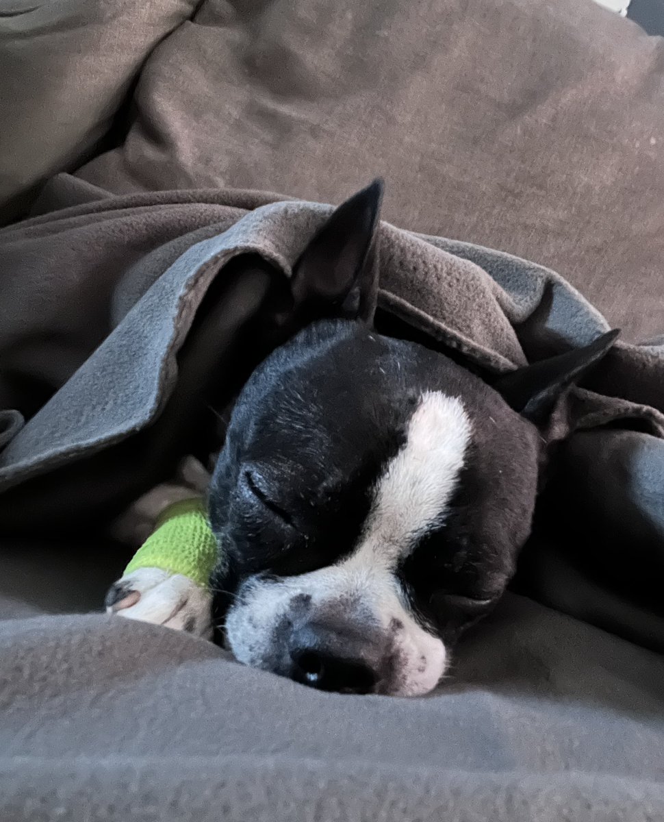 The_CuddleCult's tweet photo. I don’t like asking for help but I’m out of other ways. Stella is headed back again for another infection. Her vet bills are headed toward $3k with now multiple multi day stays. I can’t loose her. ❤️ Please consider donating or RT. Thank you
https://t.co/ZSe80QdiSI https://t.co/UxOjUC2lJn