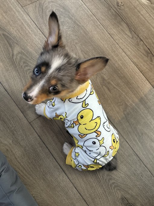 LOL he doesn&rsquo;t like his pjs https://t.co/V5s5Br7bq6<a href="/tag/berserk"class="tags"><span>#berserk</span></a>