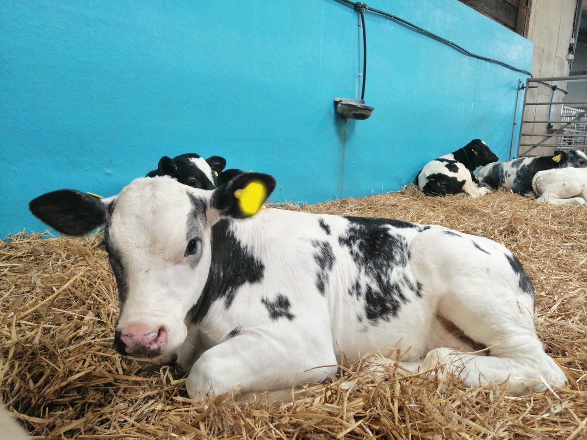 🌕The Full Moon's Calming Influence🌔🌙

The soft, diffused light of the moon may have a calming effect on animals. Some farmers observe that cows may be more relaxed during a full moon,  affecting their behavior and reducing stress levels.

🐮#MoonlightCalm #FullMoonMagic