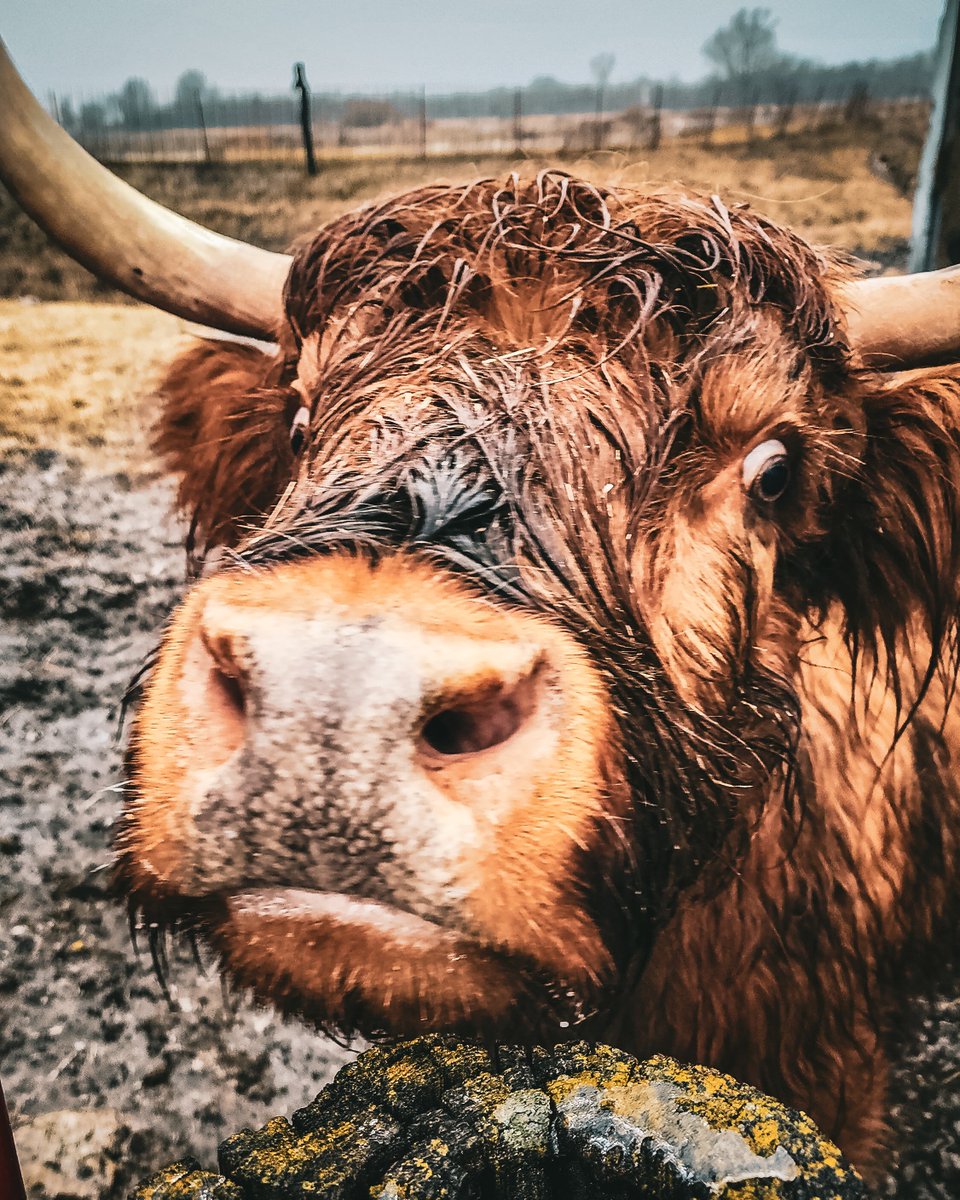 Ruthie! Is not a fan of the rainy week.

#HighlandCattle #scottishhighlandcattle
#cows #farm #heifer
#calf #fluffycow #highlands #champion
#farmlife
#cow #ahca #canon #canonphotography #wintervibes #winter #instacow #snow #snowphotography #ranch #rain @CanonUSA @NationalWestern