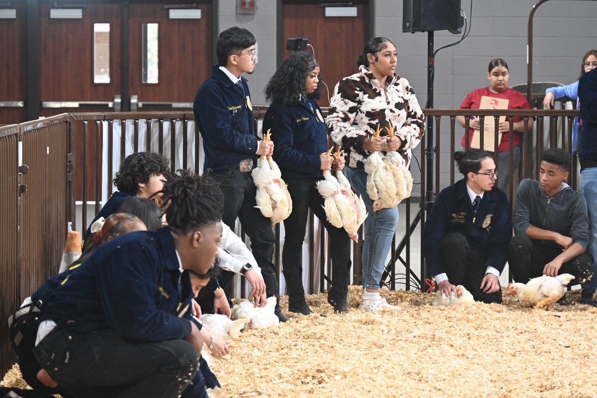 AldineCTE's tweet photo. 64th Aldine ISD FFA Livestock Show Poultry Show going on now. Good luck to all students. @OOT_AldineISD @EducatorMar10 @adbustil @AldineISD #PaddlesUp #Show65 https://t.co/BEwHkqbNPM