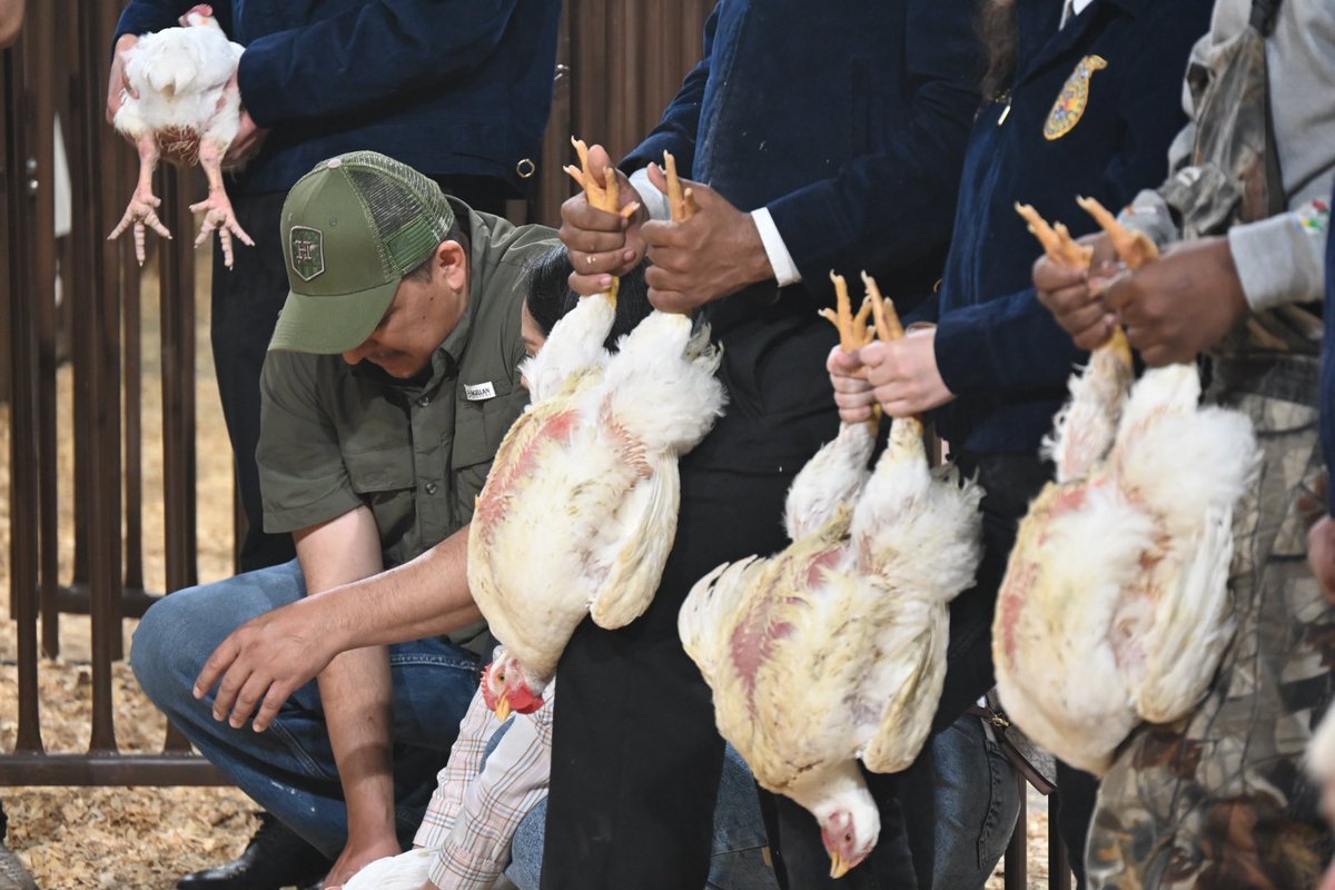 AldineCTE's tweet photo. 64th Aldine ISD FFA Livestock Show Poultry Show going on now. Good luck to all students. @OOT_AldineISD @EducatorMar10 @adbustil @AldineISD #PaddlesUp #Show65 https://t.co/BEwHkqbNPM