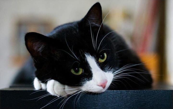 Metanoia100's tweet image. Have a lovely evening ❤️🌈

#cats #CatsofTwittter #CatsLover