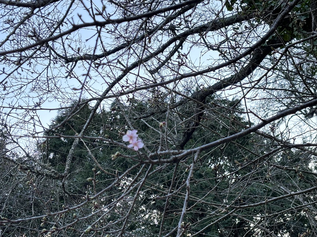 母とタイミングが合って、おじいちゃんのお墓参りに。桜が咲いてたよ。おじいちゃんが見においでって呼んでくれたのかなあ。お墓にも桜を施してもらったの。　帰りにみた夕陽とまんまるの月も素晴らしかった。

覚えておきたくて、久しぶりにX使う。