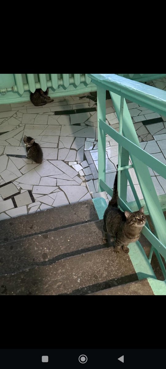 cook_do_ob's tweet photo. Добрый человек найдись, бросили котят в падик 😭🥲, соседи кормят каждый день находятся по ул. Чайковского 30/1 1 под 
#рт https://t.co/P3kBj9YLlc
