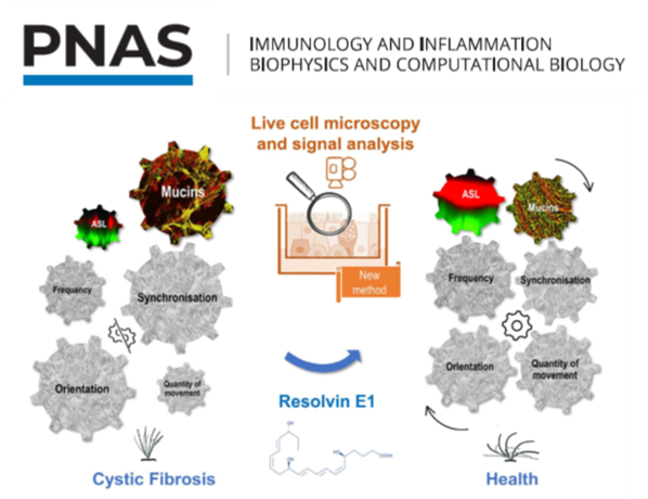 Happy to share the work of Maelle Briottet, my former PhD student
@IMRB_Mondor funded by
<a href="/vaincrelamuco/">Vaincre la Muco #SAM2025</a>
on the role of the resolvin E1 and lipoxin A4 on the cilia dyskinesia in cystic fibrosis #mucoviscidose ! …-pnas-org.proxy.insermbiblio.inist.fr/doi/10.1073/pn…