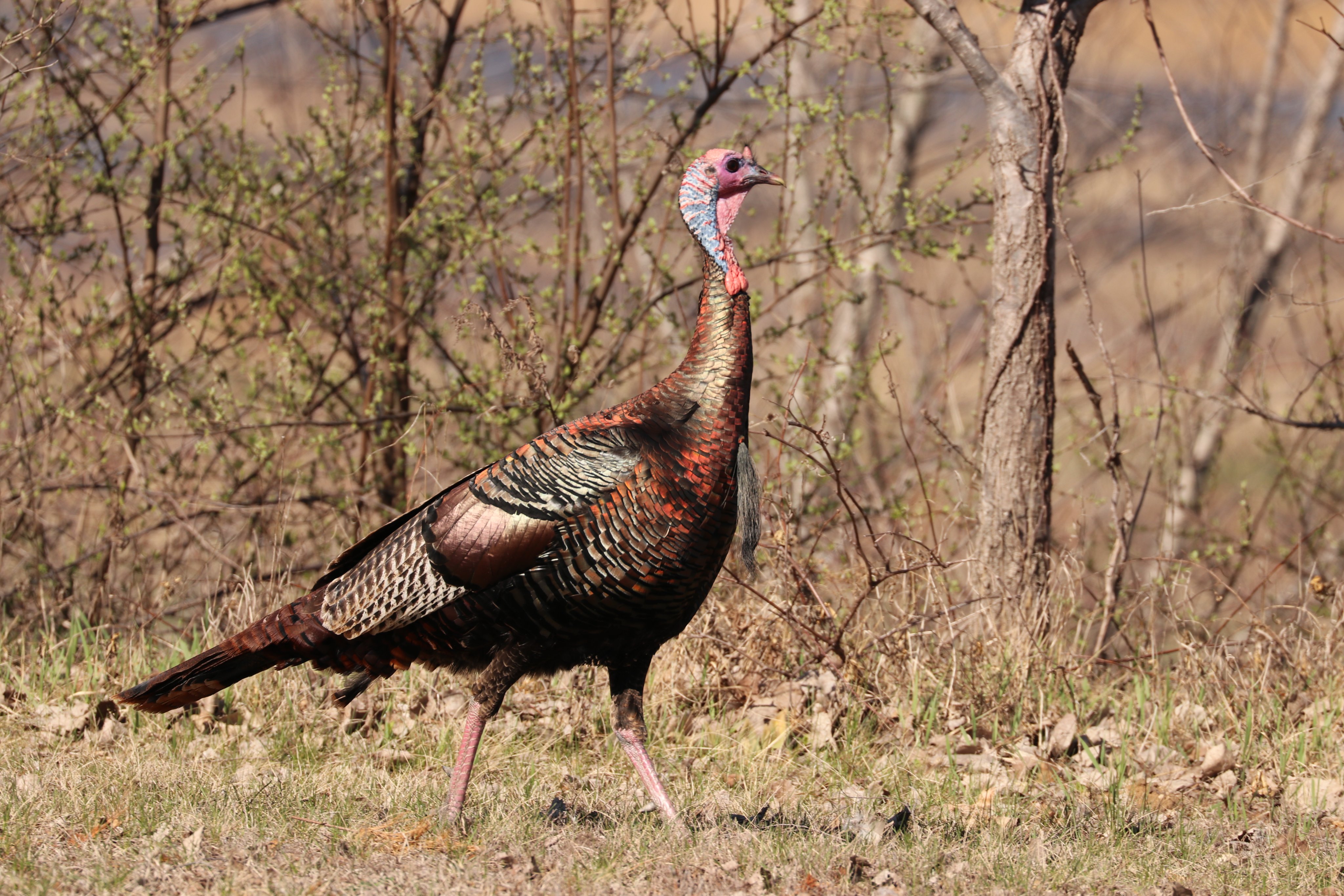 Arkansas Spring Turkey Season 2024 Shari Demetria