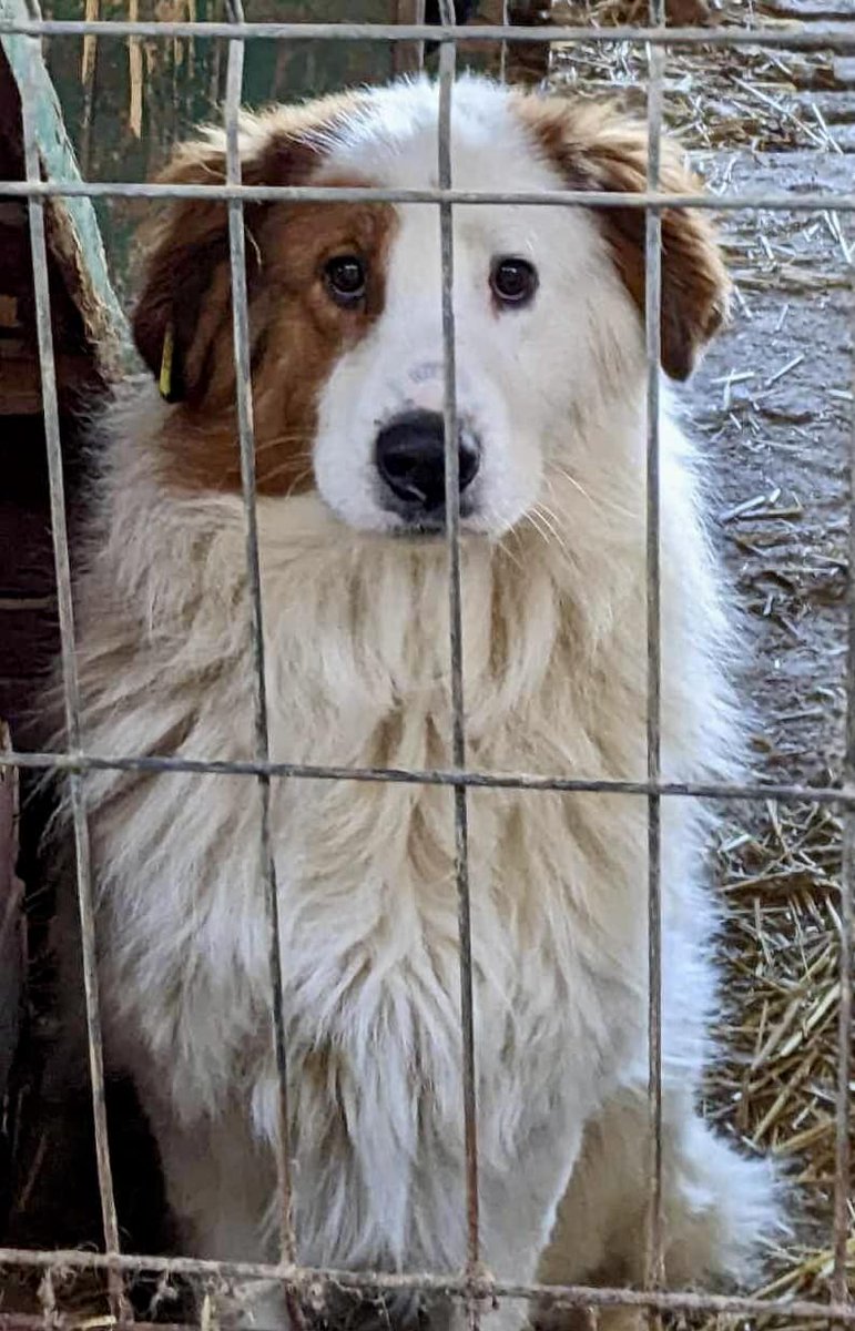 URGENT, POOR ELMO JUST BEEN LET DOWN FOR HIS FOSTER PLACEMENT, all his documents are ready.  He is the most fabulous boy and the Rescue are hoping someone will consider fostering him THEY DONT WANT HIM TO MISS HIS CHANCE ON THE HAPPY BUS which is on 07/02/24 #fosteringsaveslives