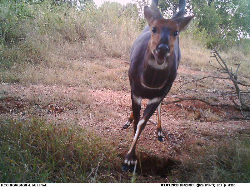 OfficialZSL's tweet image. If you love all things @InstantWild (IW) we want to understand you &amp;amp; how you use the platform. The survey should take &amp;lt;10mins to complete &amp;amp; will really help us out. 👉 bit.ly/47bBUZi

It'll make IW more inclusive - thank you for taking part! 

#CitSci #Volunteers