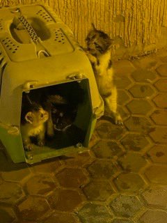 RiyadhCats's tweet photo. كما وصلنا: 

"ثلاث قطط موجودين وخايفين في حديقة السويدي الغربي الثالثه مقابل جمعية غراس الاطفال يلعبون فيها حاولت احميهم فترة جلوسي في الحديقه ولكن بروح بعد نص ساعة". https://t.co/AvzQt80Cwd