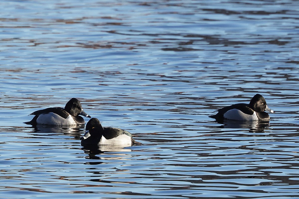 These are the three Ring-necked Ducks that visited the CP Reservoir earlier this week corderonature.com