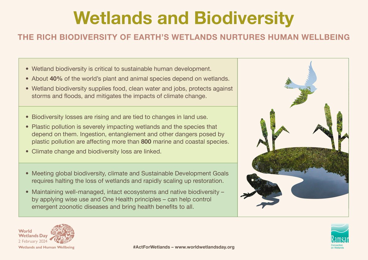 Wetlands are rich reservoirs of biodiversity that are vital for humanity and nature to thrive. ⚠️ Yet 25% of wetland species are now threatened with extinction. worldwetlandsday.org #WorldWetlandsDay #ActForWetlands