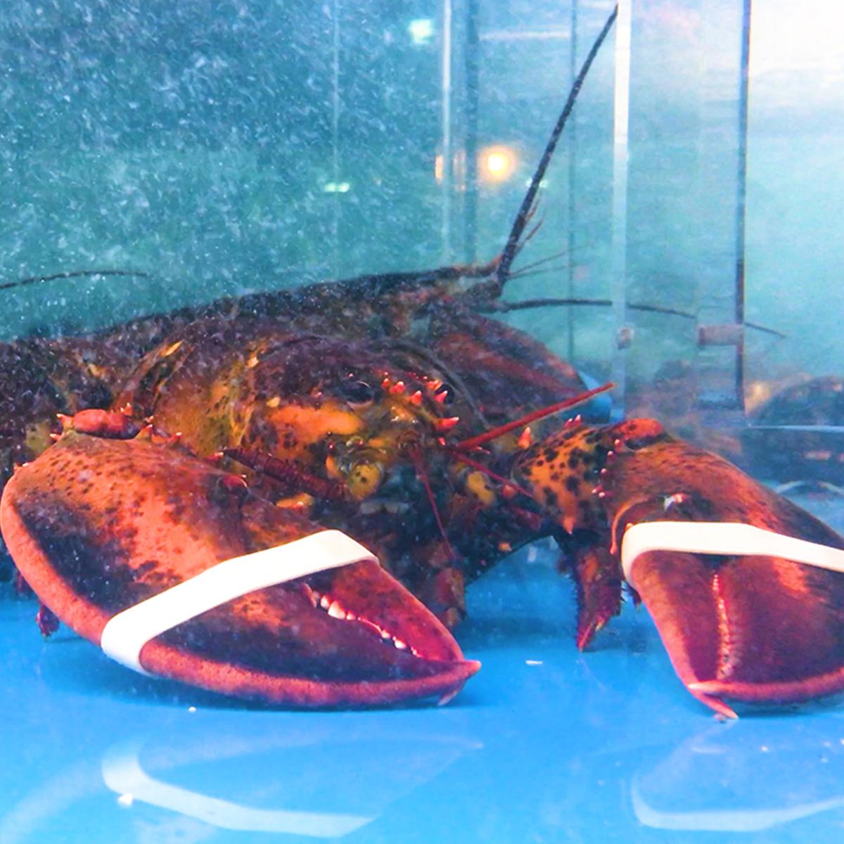 Business Insider on X: For a time lobsters were known as the