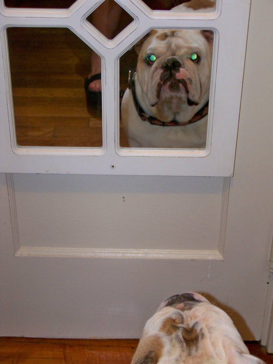 ****WARNING**** The object in the mirror is larger than it actually appears… MUCH LARGER… Love, Gertie’s Family 🌈🍩🐾🐶🐾 #gertiethebulldog #gertiegotdonuts #queenofallbulldogs #beautiful #bulldog #dogsoftwitter #dogs #dog