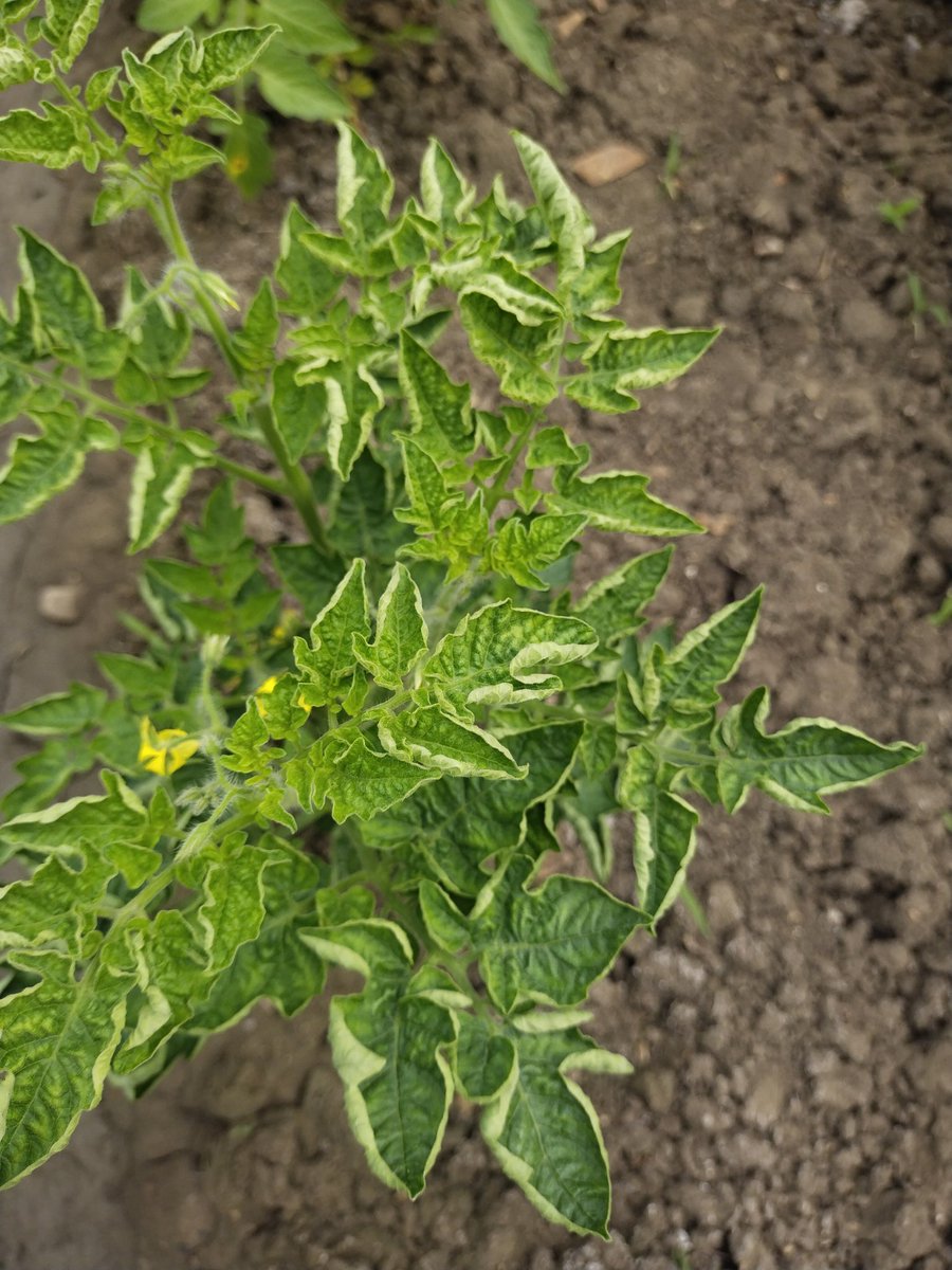 Tomato leaf curl virus diseases transmitted by #vector Whiteflies. New leaves become cupped and turn pale green. The leaf edges turn yellowish. The plant's entire growth is stunted.#plantdisease #virus.@alabamaED @ICAR_IIHR @AgriExperts