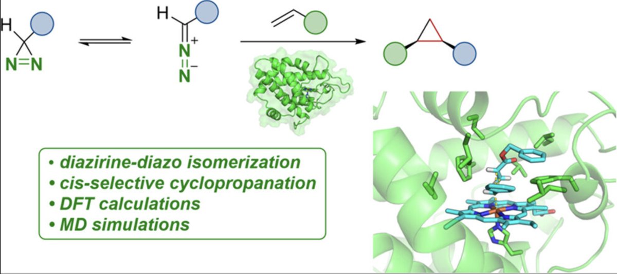 Iron Heme Enzyme-Catalyzed Cyclopropanations with Diazirines as Carbene Precursors by @torben_rogge, Qingyang Zhou, @NJP_Chem, @francesarnold at @CaltechCCE, and @houk1000 at @uclachem in @J_A_C_S pubs.acs.org/doi/10.1021/ja…